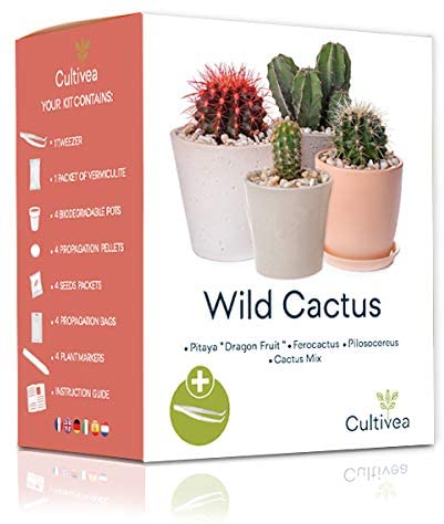 Cultivea - mini cactus kit